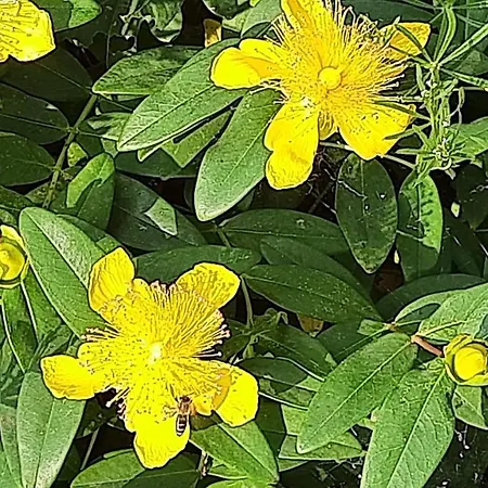 Siebeneichen Appartamento *