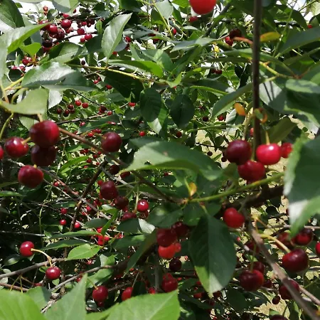 Siebeneichen Appartamento