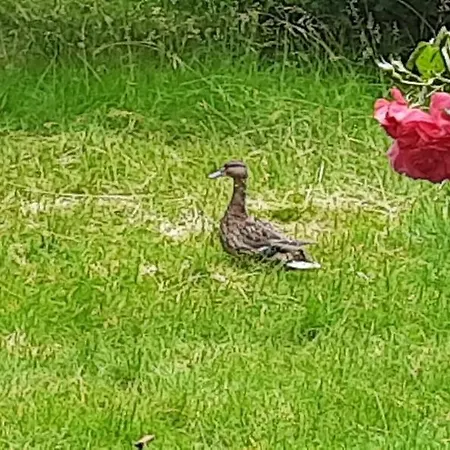 Siebeneichen Appartamento Wardenburg