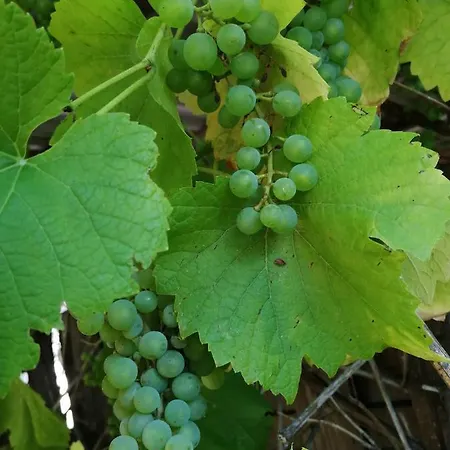 Siebeneichen Appartamento